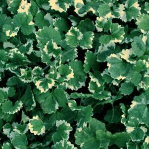 Glechoma hederacea Variegata