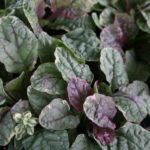 Ajuga reptans Burgundy Glow