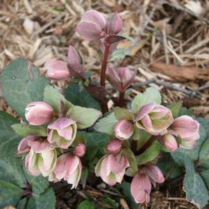 Helleborus nigersmithii Ivory Prince