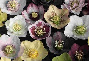 Helleborus orientalis Pine Knot Strain