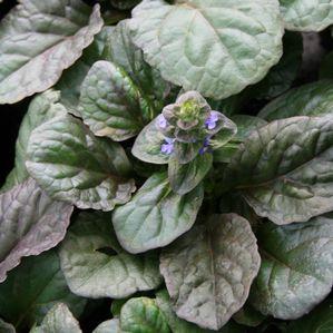 Ajuga reptans Catlin's Giant