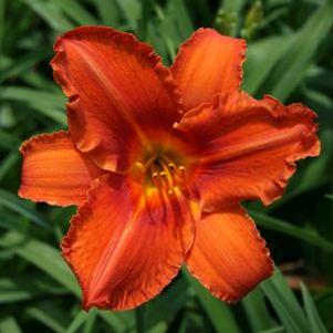 Hemerocallis Alabama Jubilee