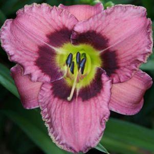 Hemerocallis Always Afternoon