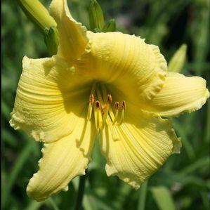 Hemerocallis Big Time Happy